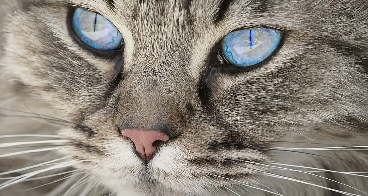 Gatti ecco perche si crede abbiano 7 vite