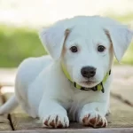 Cani sai perche abbaiano alle sirene
