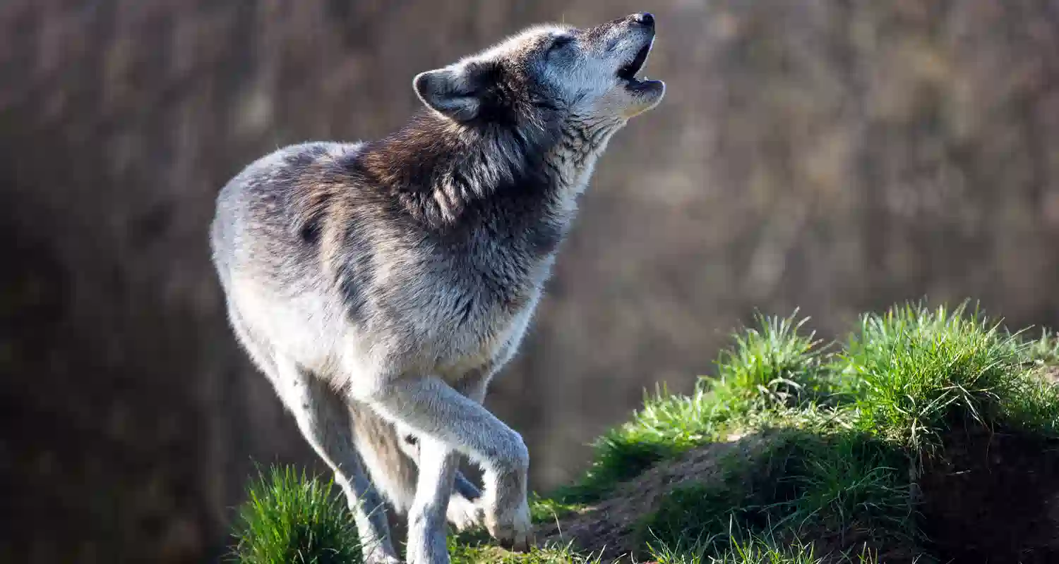 In bocca al lupo mai rispondere crepi