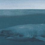 Megalodon sommozzatore trova denti di uno squalo gigante