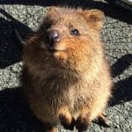 Quokka incredibile animale piu felice al mondo