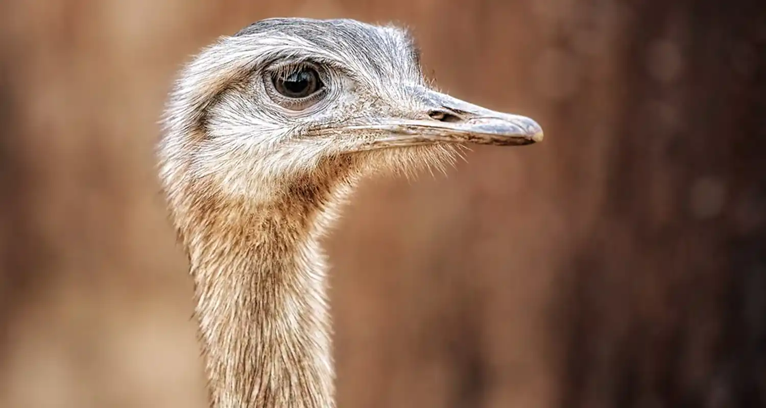 Ma lo struzzo nasconde davvero la testa sotto la sabbia