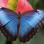 Vedi o sogni una farfalla Segna la tua metamorfosi spiriturale