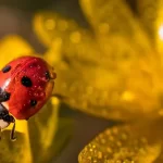 Coccinella rossa portafortuna vero e perche