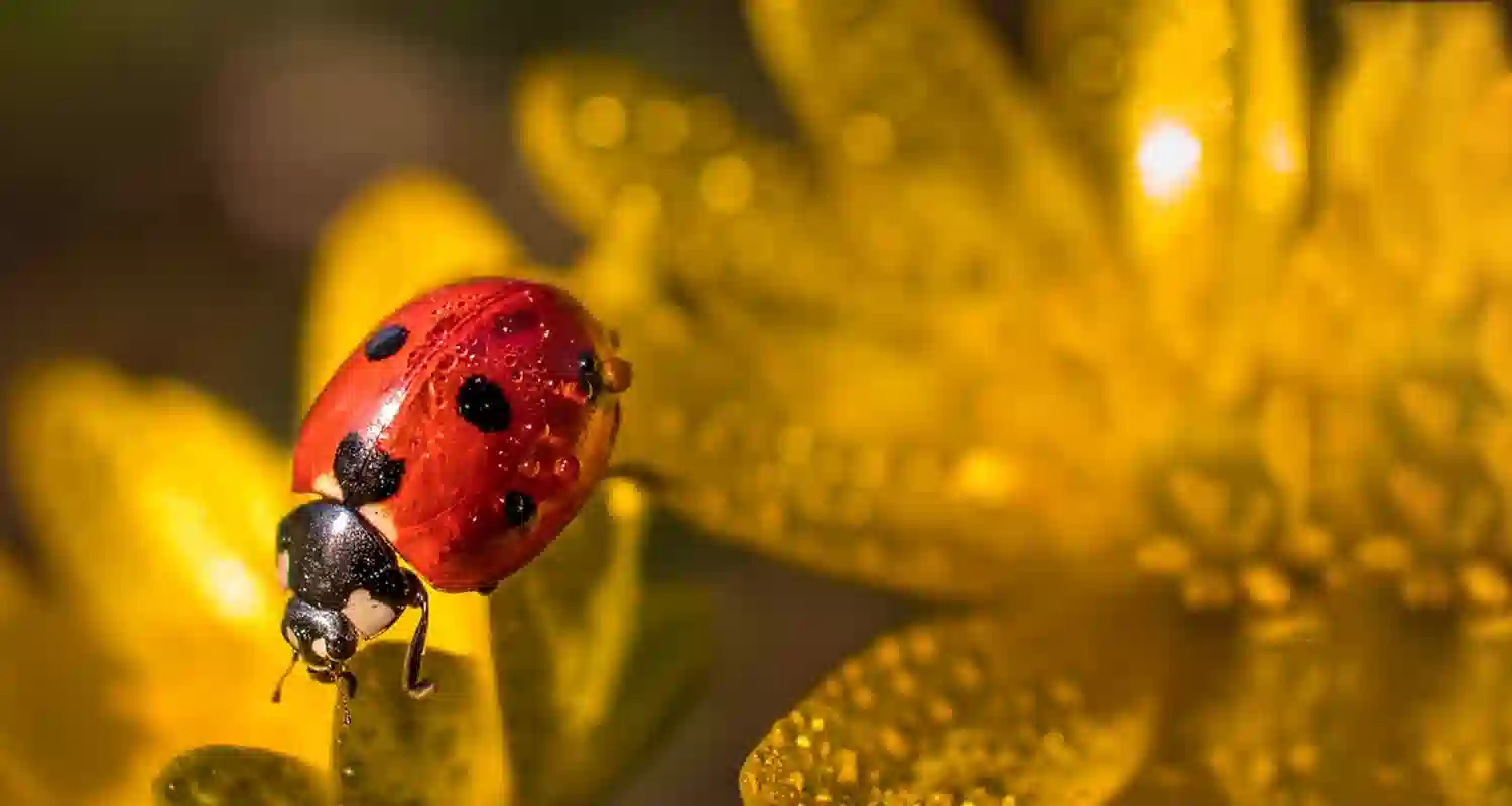 Coccinella rossa portafortuna vero e perche