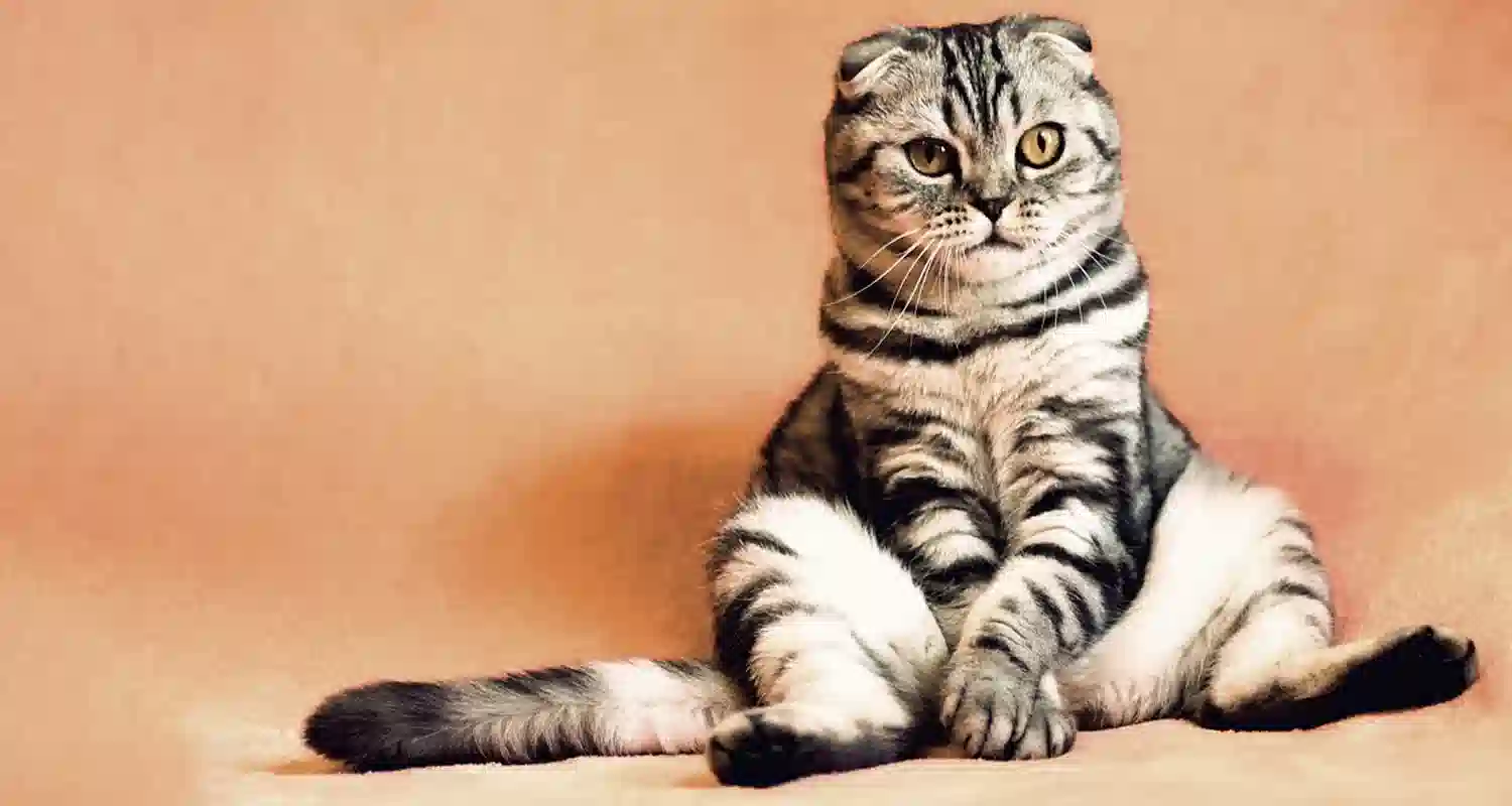 I gatti capiscono quando li chiami ecco perche ti ignorano