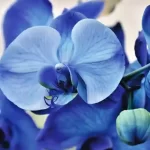 Regalare un orchidea conosci il significato