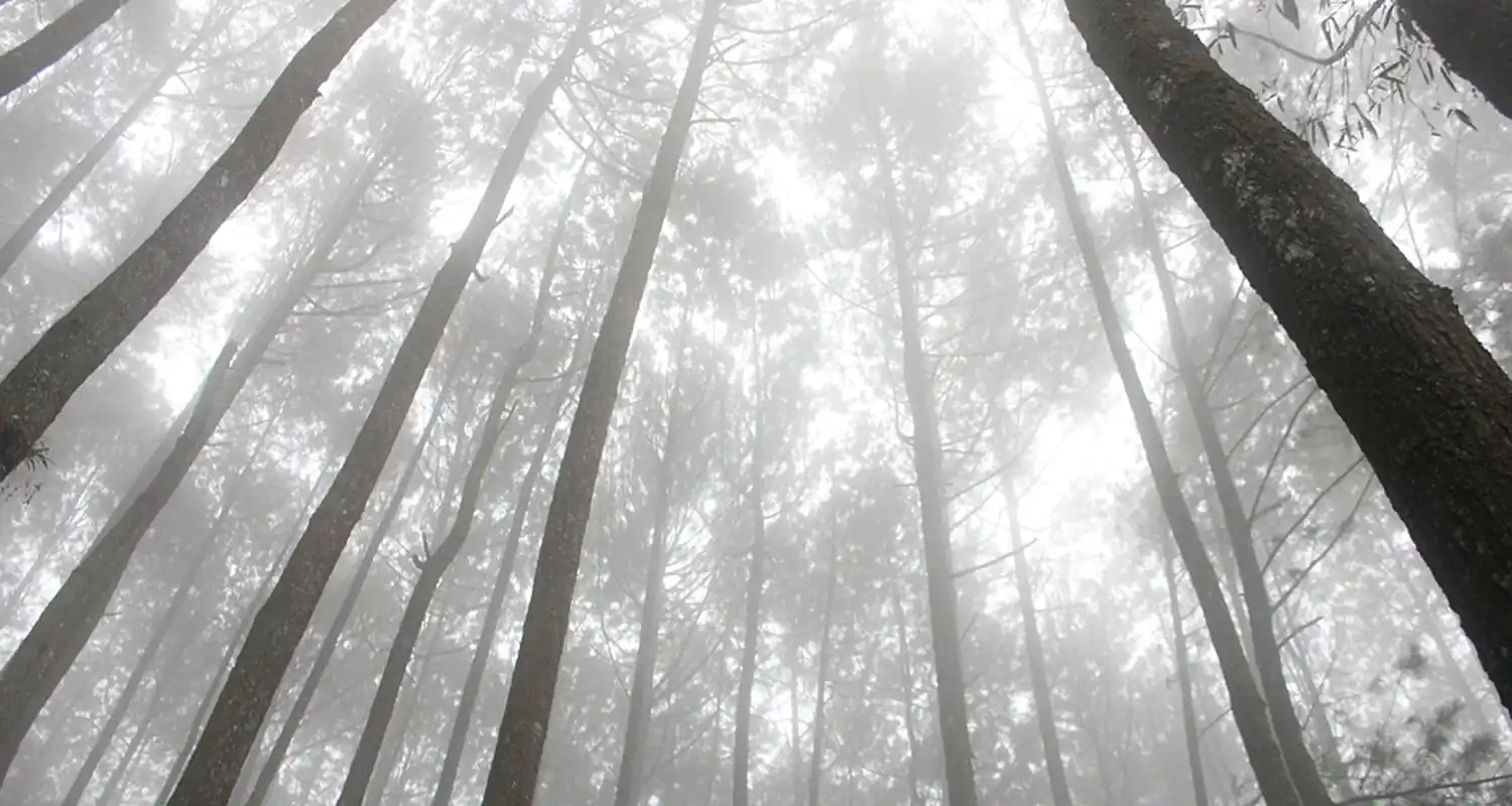 Bosco e foresta sono la medesima cosa