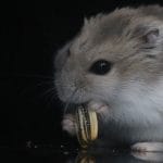 Criceto lo sapevate che un animale notturno