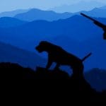 Caccia sai quando legale in Italia