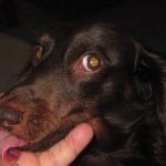 Uomo muore dopo esser stato leccato dal suo cane