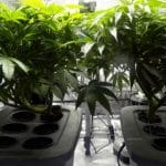La vendita della cannabis light resta illegale