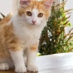 Gatto messo nel microonde postano il video sui socia