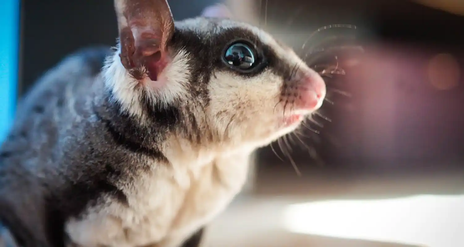 Il Petauro dello zucchero come animale domestico