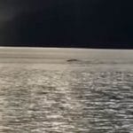 Ogopogo il mostro ripreso in Canada