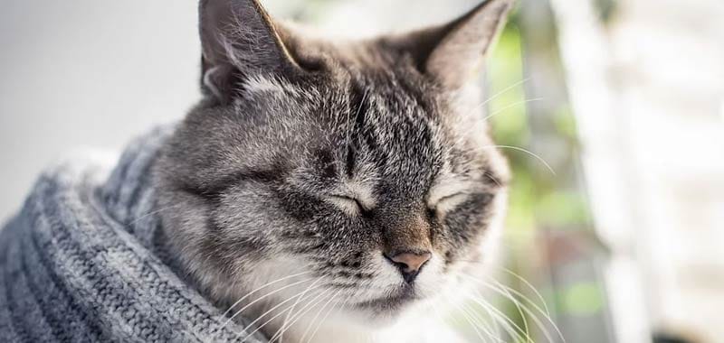 Quali malattie possono trasmetterci i nostri gatti
