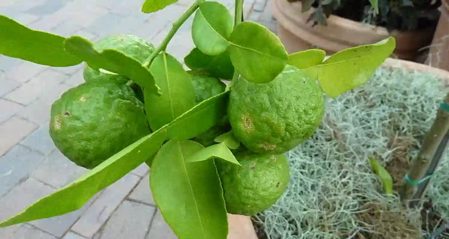 Voi lo sapete cose una papeda