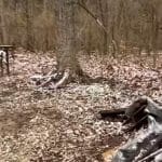 BigFoot urlo della creatura sul web divide gli utenti