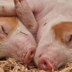 Cercasi coccole per maialini lo strano appello sul web