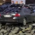 Incredibile invasione di uccelli presagio di imminente disastro