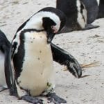 Animali parlano tra loro come esseri umani arriva la conferma