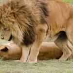 Quale animale africano piu pericoloso