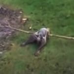 Incredibile incrocio tra pipistrello e rana ritrovato in Argentina