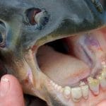 Pesci con denti umani catturati in Russia