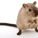 Ratto e topo non sono lo stesso animale