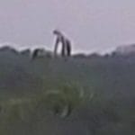 gigante avvistato montagne messico