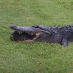 Alligatore prova a mangiare una tartaruga e fa il giro del web