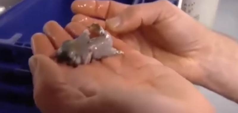 Antartide Strane creature marine scoperte durante una spedizione