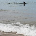 I bagnanti scioccati nel vedere lo squalo a riva