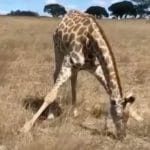 Come mangia erba la giraffa