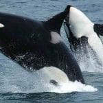 Mistero Orche attaccano imbarcazioni al largo della Spagna