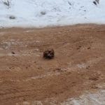 Russia ossa umane per evitare di slittare sulla strada