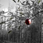 Il frutto proibito non era una mela