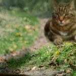troppi topi la soluzione 1000 gatti selvatici