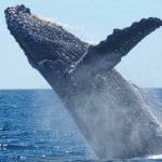 Inghiottito da una balena riesce a salvarsi