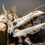 Ossigeno in aumento si verifica con estinzione di massa