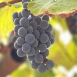 Esiste un tipo di frutta che abbassa il colesterolo