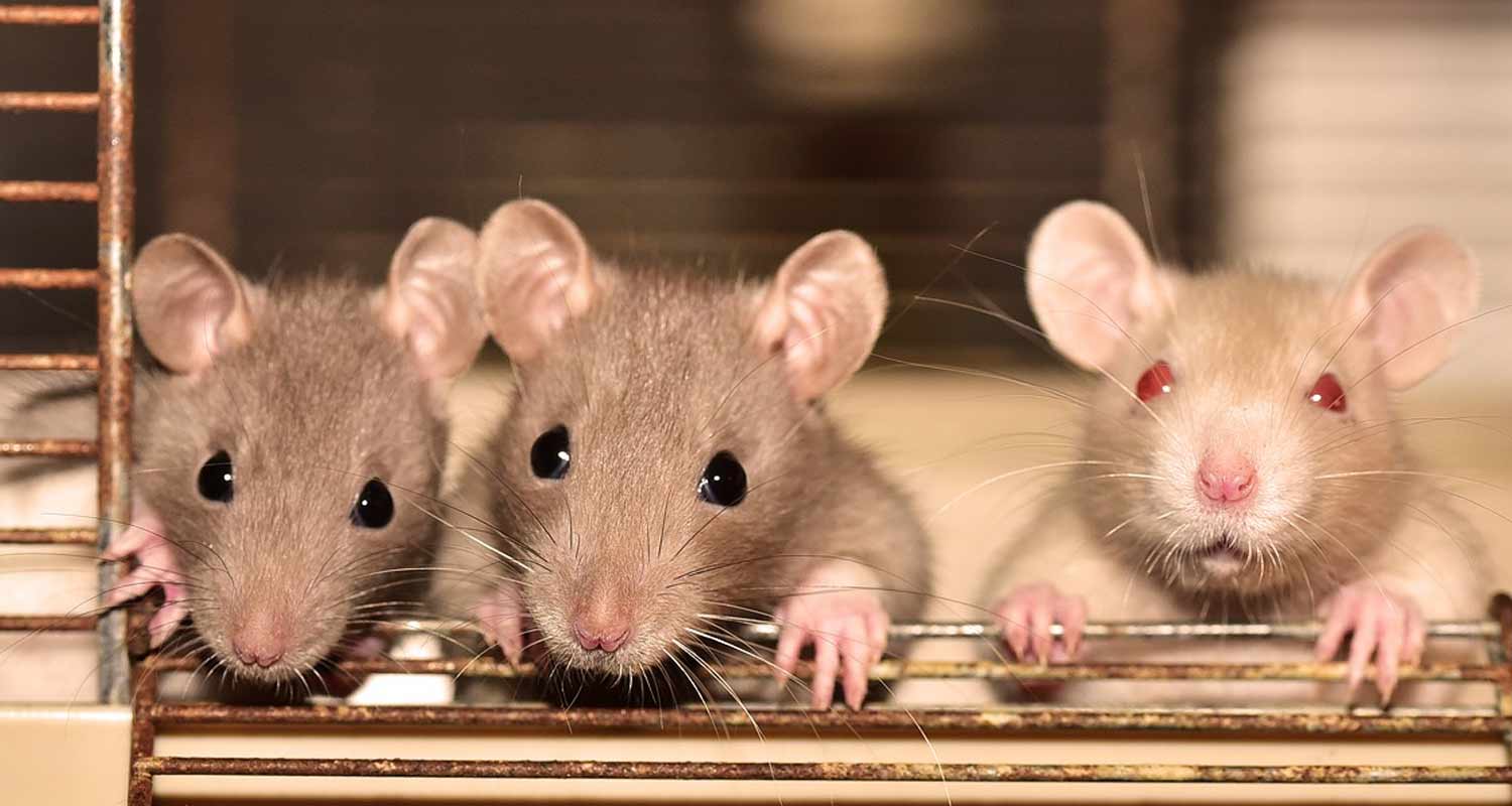 I topi imparano a giocare a Doom