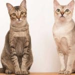 Malattie cardiache per gli animali domestici con covid
