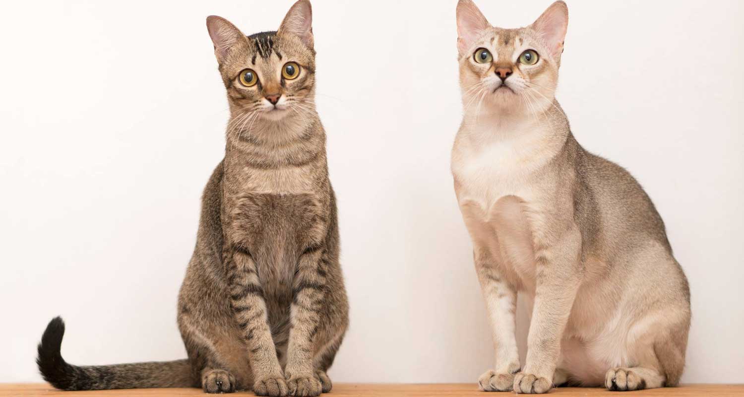 Malattie cardiache per gli animali domestici con covid