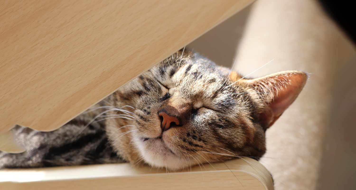 Come traslocare con animali domestici La guida definitiva