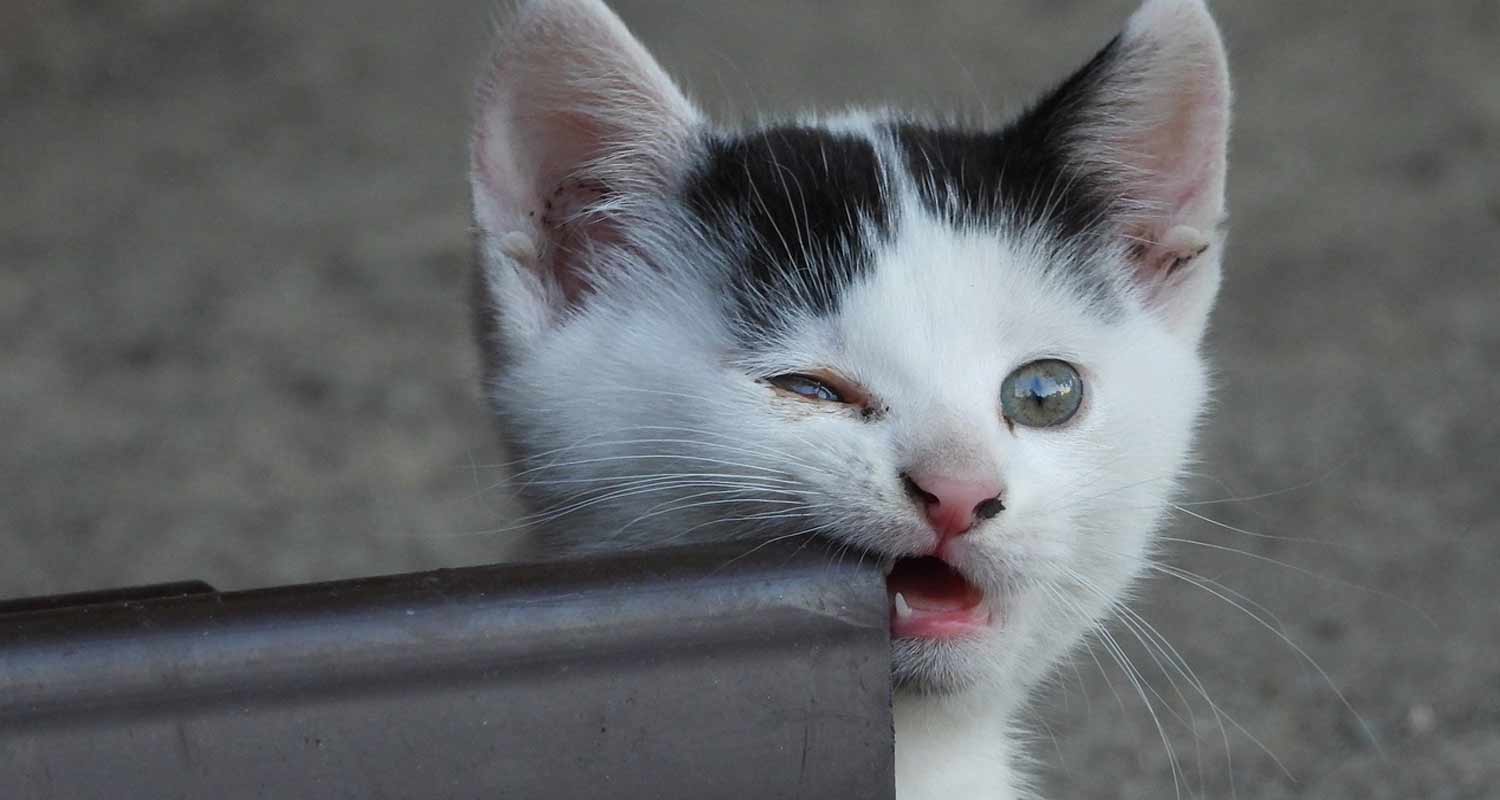 In Giappone lo schermo che puoi leccare sintetizza i gusti