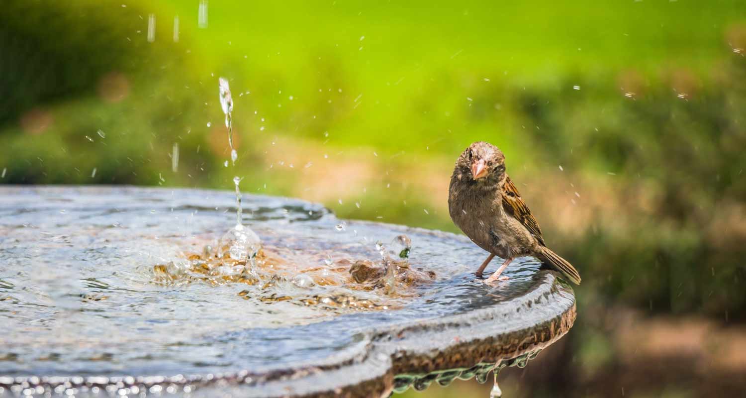 Lo sapevi che gli uccelli balbettano come i bambini