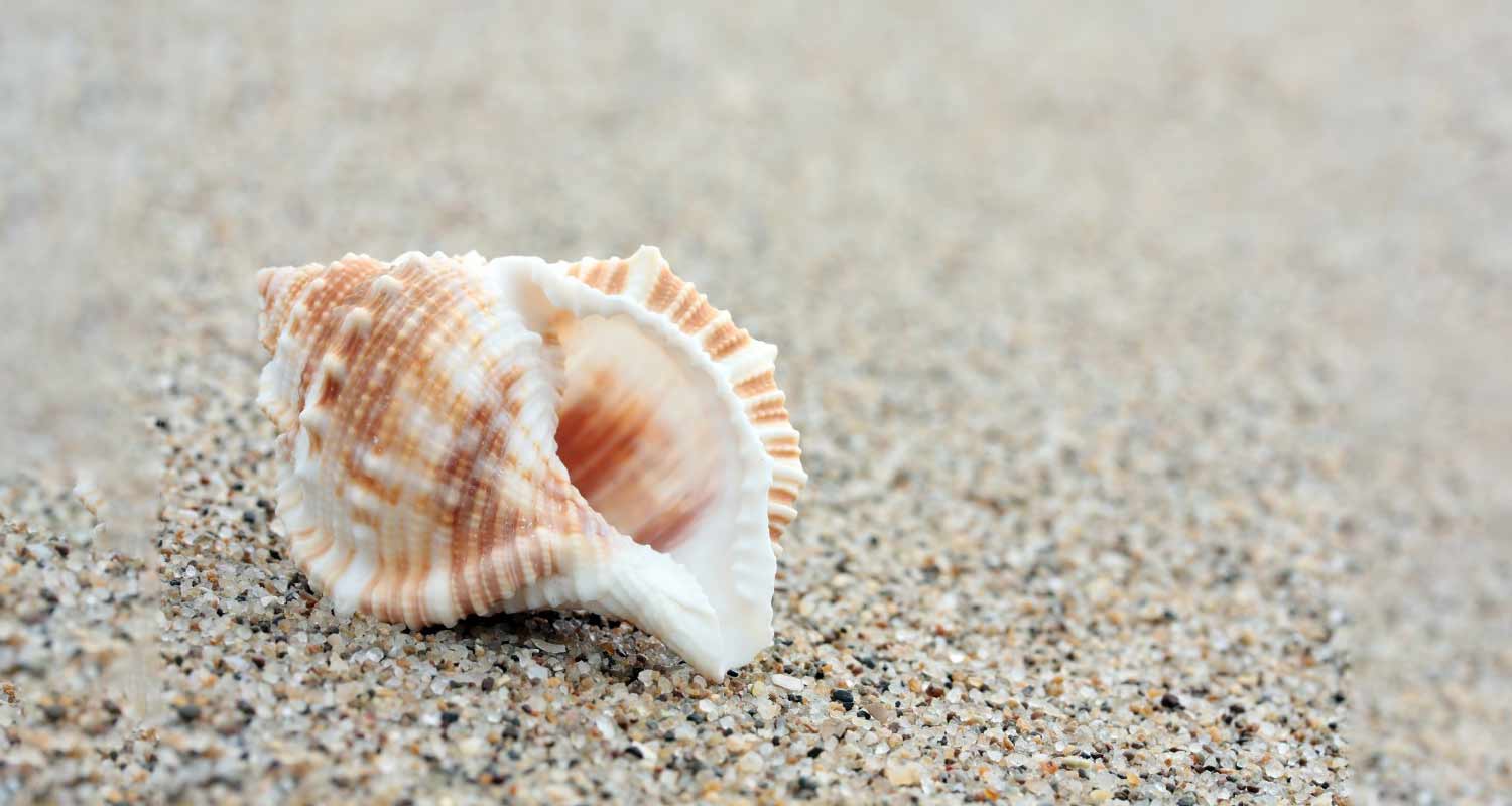 Perche nelle conchiglie senti il suono del mare