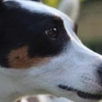 Il cane riesce a distinguere le diverse lingue parlate