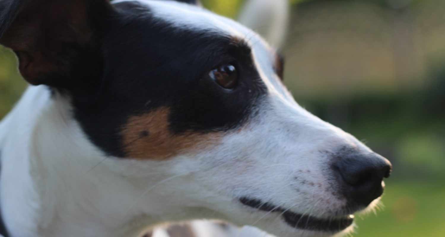 Il cane riesce a distinguere le diverse lingue parlate